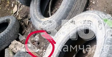Нашествие крыс на придомовой мусорной площадке в Петропавловске-Камчатском