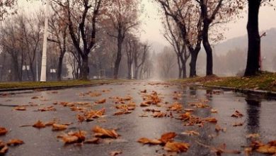 Ноябрь в Москве: пасмурный и слякотный, но теплый