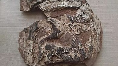 В Москве нашли уникальные 400-летние изразцы с кошками в коронах