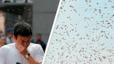 Центральную Россию в мае ждёт масштабное нашествие комаров
