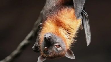 В Австралии мужчина умер после укуса летучей мыши