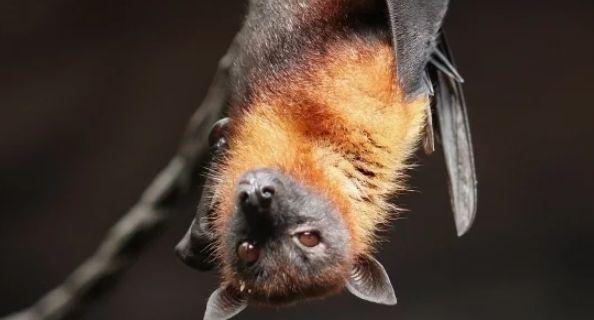 В Австралии мужчина умер после укуса летучей мыши
