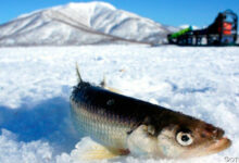 На Камчатке у браконьеров изъяли партию корюшки и лодки