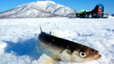 На Камчатке у браконьеров изъяли партию корюшки и лодки