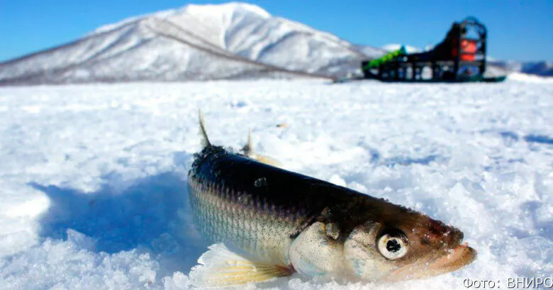 На Камчатке у браконьеров изъяли партию корюшки и лодки