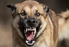 Суд взыскал с администрации 25 тысяч рублей за укус бродячего пса