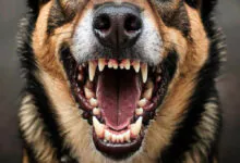 Суд обязал мэрию Петропавловска выплатить 40 тысяч за укус собаки