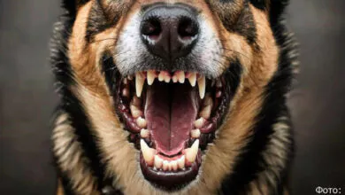 Суд обязал мэрию Петропавловска выплатить 40 тысяч за укус собаки