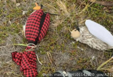 Суд на Камчатке наказал ловцов редких кречетов на 5,8 млн рублей