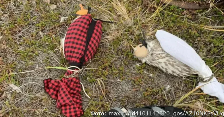 Суд на Камчатке наказал ловцов редких кречетов на 5,8 млн рублей