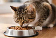 Хитрые кошки: японские ученые раскрыли секрет пустых мисок