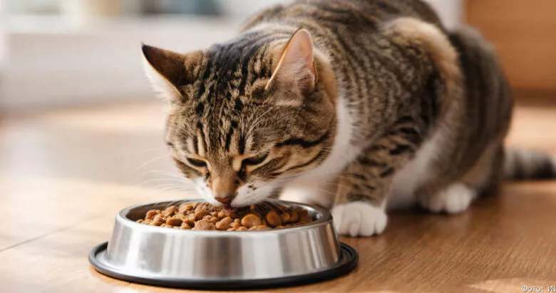 Хитрые кошки: японские ученые раскрыли секрет пустых мисок