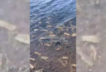 Житель Вилючинска обнаружил «море салфеток» в бухте Крашенинникова