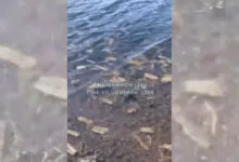 Житель Вилючинска обнаружил «море салфеток» в бухте Крашенинникова