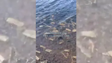 Житель Вилючинска обнаружил «море салфеток» в бухте Крашенинникова
