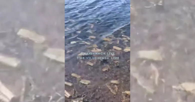 Житель Вилючинска обнаружил «море салфеток» в бухте Крашенинникова